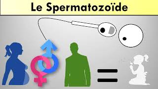 Le spermatozoïde [upl. by Anairb231]