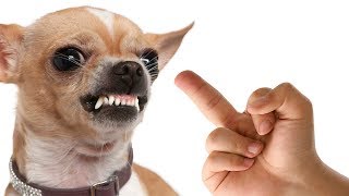 Dog Really Hates Middle Finger  Funny Dogs  Angry Dogs Compilation [upl. by Sirc]