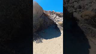 Endangered Mojave Tortoise Found DEAD joshuatreenationalpark endangeredspecies tortoise desert [upl. by Gershon]