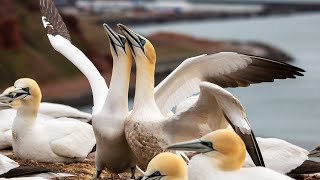 10 Fascinating Facts About the Northern Gannet [upl. by Alraep]