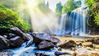 Soothing Relaxing Music  Bird Sounds Water Sound Stress Relief Sleep Meditation [upl. by Wivestad984]