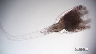 Ascidian tadpole larva metamorphosis  Botrylloides niger [upl. by Anitserp]