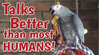 Einstein Parrot can talk better than most humans [upl. by Jeffery396]