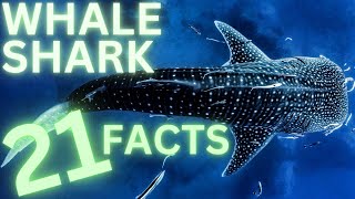 The World’s Largest Fish 21 Awesome Facts About The Whale Shark [upl. by Bettye]