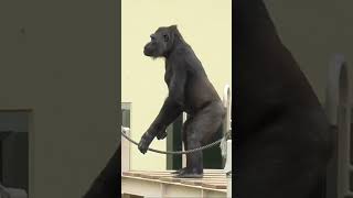 Annie the gorilla tapping her chest and making sounds drumming ape animals Gorilla Shabani [upl. by Annaiviv805]