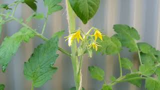 Growing cherry TOMATOES in Melbourne Australia [upl. by Yekcin]