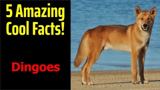 5 Fascinating Facts About Dingoes [upl. by Willem857]