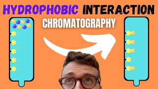 5 Steps of Hydrophobic Interaction Chromatography HIC [upl. by Niwhsa]