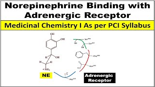 How Noradrenaline  Norepinephrine binds with adrenergic receptor [upl. by Rambow]