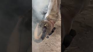 Burning on Horse Shoe 🔥 Hot Shoeing 🔥 Horse Farrier 🐴 Blacksmith [upl. by Annavaj]