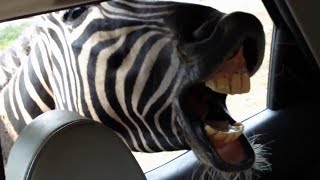 SAFARI ANIMALS  Worlds Funniest PEOPLE Reactions [upl. by Borg]