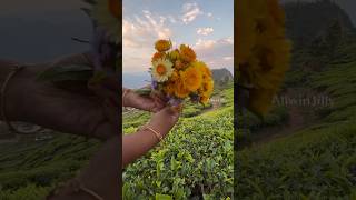 6ஆறு மாதம் வாடாத பூ🌼 Paper Daisy  Everlasting Straw Flower allwinjilly shortsvideo shorts ooty [upl. by Lanevuj901]