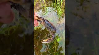 Natural freshwater crab  Crab Catching in a beautiful flooding field crab wildcrab rivercrab [upl. by Acinomahs476]