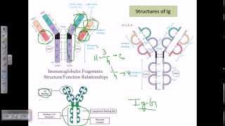 Antibody structure [upl. by Raynell641]