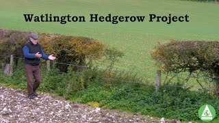 Hedgerow Project [upl. by Joline711]