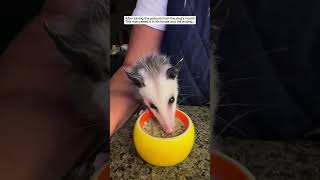 Cute baby opossum opossum possum short [upl. by Jegar]