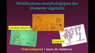 Mycologie généralité et systématique [upl. by Pfosi]