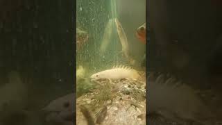 Albino Bichir eating Nightcrawler bloodworm food review mukbang [upl. by Enneibaf741]