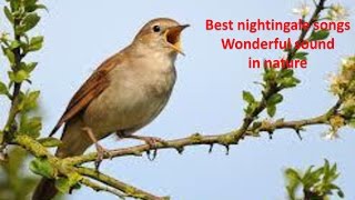 Best nightingale songs Wonderful sound in nature1hr 20 relaxation Youtube [upl. by Haniraz]