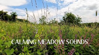 🌳 Relaxing Meadow Nature Sounds Birds singing Wildflowers Butterflies 🦋 [upl. by Nnail]