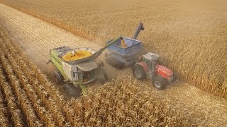 Claas Lexion 770TT 8 rangs amp Massey 8690 amp Transbordeur Brochard amp Broyeur Desvoys 10 rangs [upl. by Salhcin]