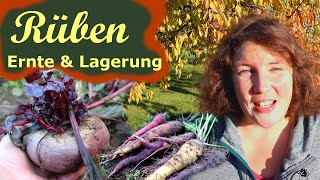 Rüben 🥕💛 ernten amp einlagern │ Selbstversorgung [upl. by Kylstra]