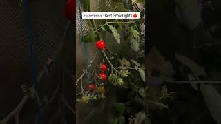 Cherry tomato under Fluortronix LED Grow Lights ledgrowlight shorts youtubeshorts fluortronix [upl. by Desmund]