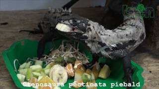 Ctenosaura pectinata piebald [upl. by Annirtak981]