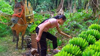 Harvesting Wild Banana Flowers amp Bamboo Shoots Go To Market Sell  New  New Village Life [upl. by Drape72]