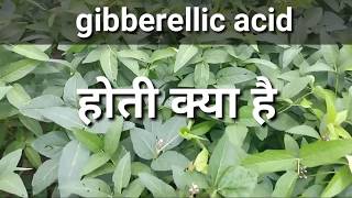 जिब्रेअलिक एसिड हॉर्मोन के बारे में संपूर्ण जानकारी ।Gibberellic acid plants compelet information [upl. by Notfol316]