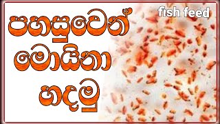 moina hadamu පහසුවෙන් මොයිනා හදමු live feed sinhala srilanka fishfeed1 [upl. by Aicirtam]