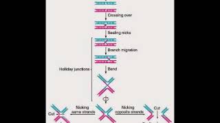 Bioquimica molecular Biología molecular 13 Recombinación ADN o DNA [upl. by Asilec340]