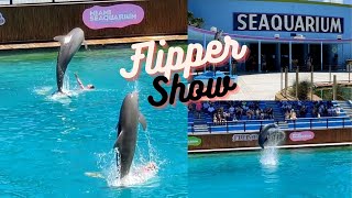 Miami Seaquarium Dolphin Show Full Show  Miami Seaquarium Flipper Show  High Flying Dolphins [upl. by Tychon]