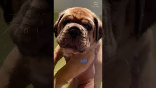 Big French MastiffDogue de Bordeaux 4 wk old puppies [upl. by Lainad]