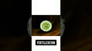 Fertilization newvideo viralnursing how to process fetus nursing newviral videoout now2024 1 [upl. by Sosanna919]