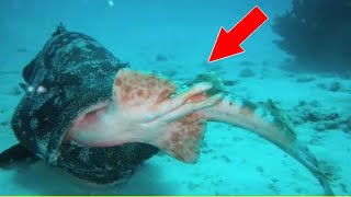 Goliath grouper can eat even an adult sharks  The Strongest fish [upl. by Karlotte]