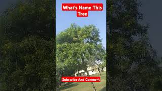 Tree name  reels [upl. by Blondie]