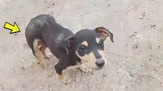 The puppy became disabled after days of begging for help but being ignored [upl. by Justus581]