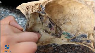 sagittal section of equine skull  2nd yearveterinary anatomy [upl. by Verbenia422]