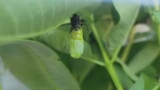 Monarch Butterfly Pupating1 [upl. by Devy311]