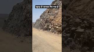 Pahad S Janver Gir Gya  Bahut khatarnaak Pahadi  Achanak Road Ki Side M Gira  Pahadi Hills [upl. by Rik230]