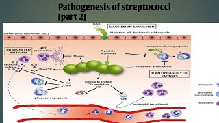 Pathogenesis of streptococci  part 2  levinson Microbiology [upl. by Kenny]