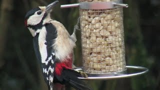 Vögel und ihre Stimmen  Buntspecht [upl. by Wiltshire]