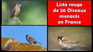 Des OISEAUX MENACES ou en DANGER en FRANCE 12  DOCUMENTAIRE [upl. by Akinad]