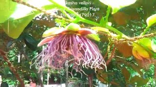 Giant Granadilla Fruit Akasha Vellari Plant And Fruit India [upl. by Leith455]