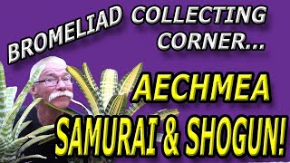 Bromeliad Collecting Corner Aechmea Samurai and Shogun [upl. by Craw]