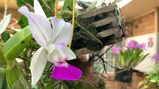 КАТТЛЕЯ ИЗ ОДНОЙ БУЛЬБЫ НАЦВЕЛО Angraecum Eburneum Cattleya Walkeriana [upl. by Krenek]