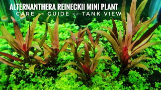 ALTERNANTHERA REINECKII MINI PLANT  ALTERNANTHERA REINECKII MINI PLANT CARE GUIDE  AR MINI PLANT [upl. by New797]