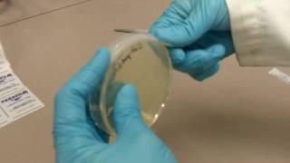 How to Use Parafilm with Agar Plates [upl. by Enaed]