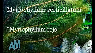 Myriophyllum verticillatum Myriophyllum rojo [upl. by Bruell317]